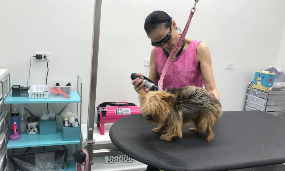 Boes sales dog grooming