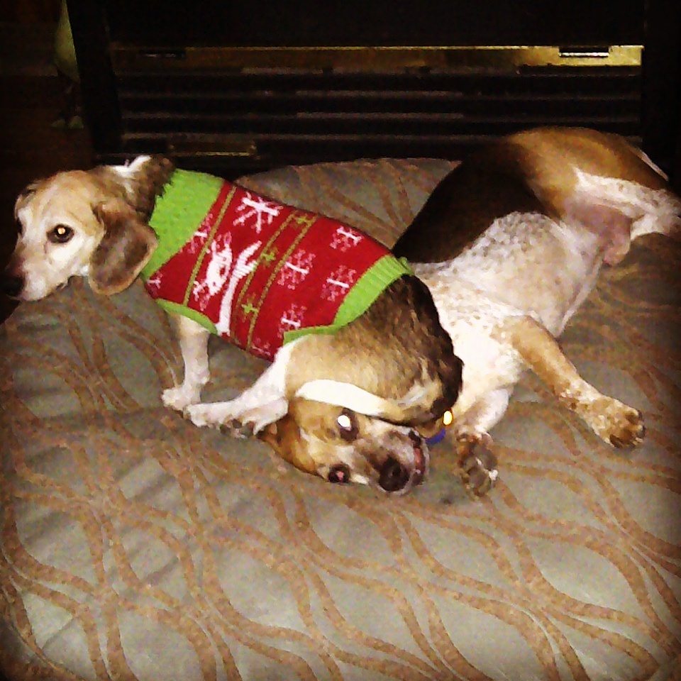 Meet Carolyn Alonzo of Fetch! Pet Care in Logan Square Voyage Chicago