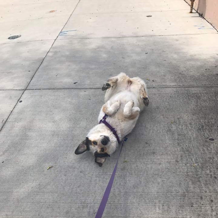 Meet Carolyn Alonzo of Fetch! Pet Care in Logan Square Voyage Chicago