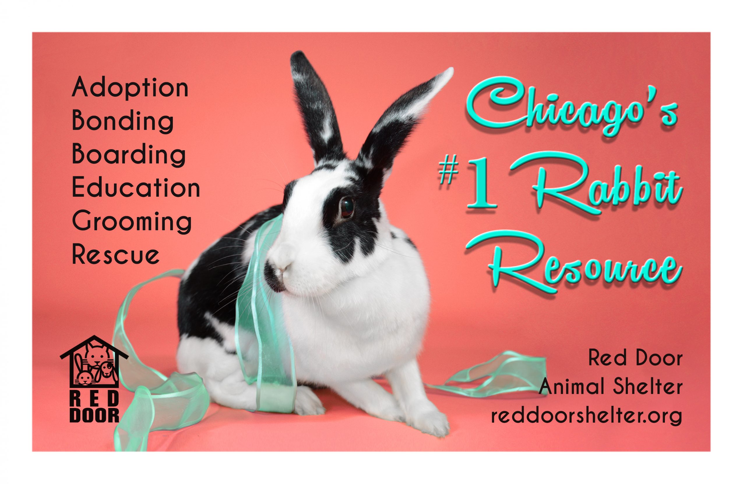 Meet Toni Greetis Of Red Door Animal Shelter Voyage Chicago